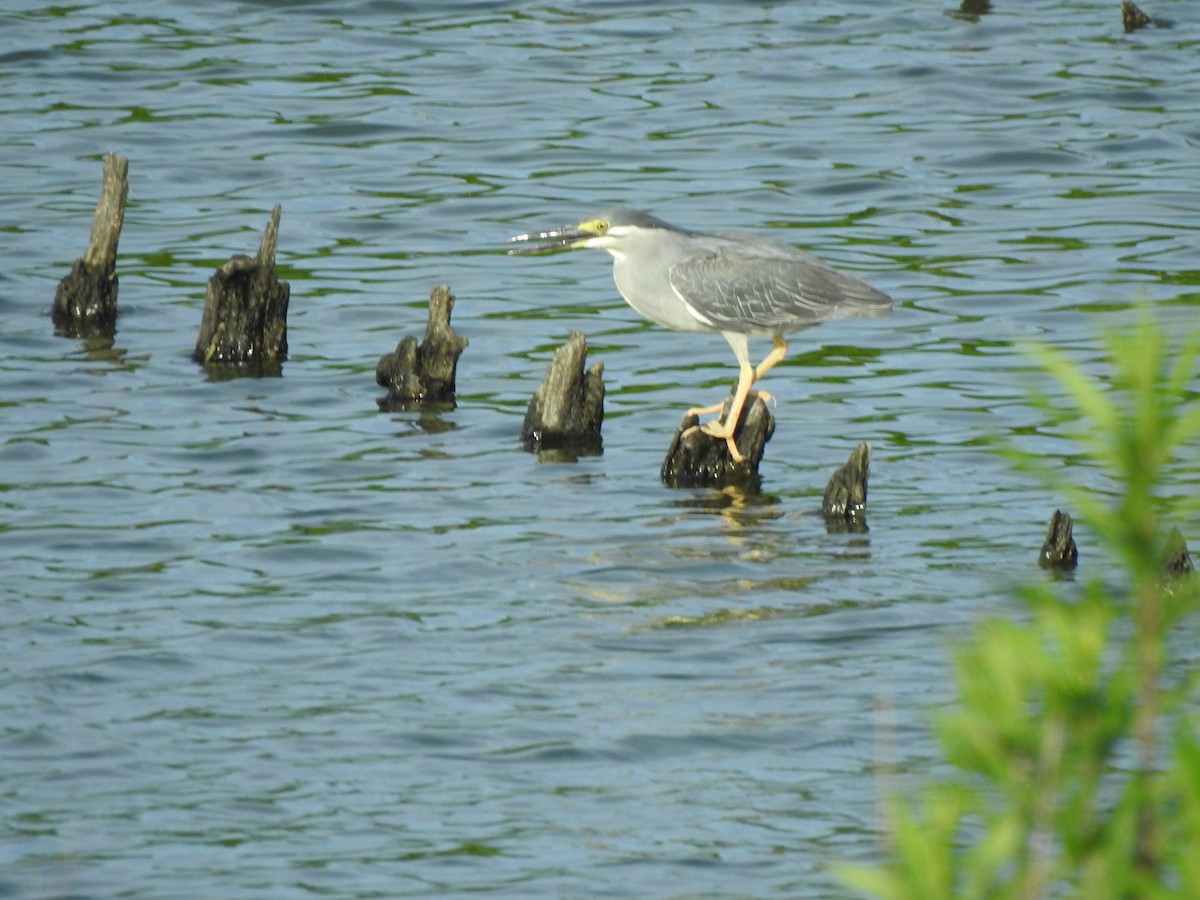 Little Heron - ML637900379