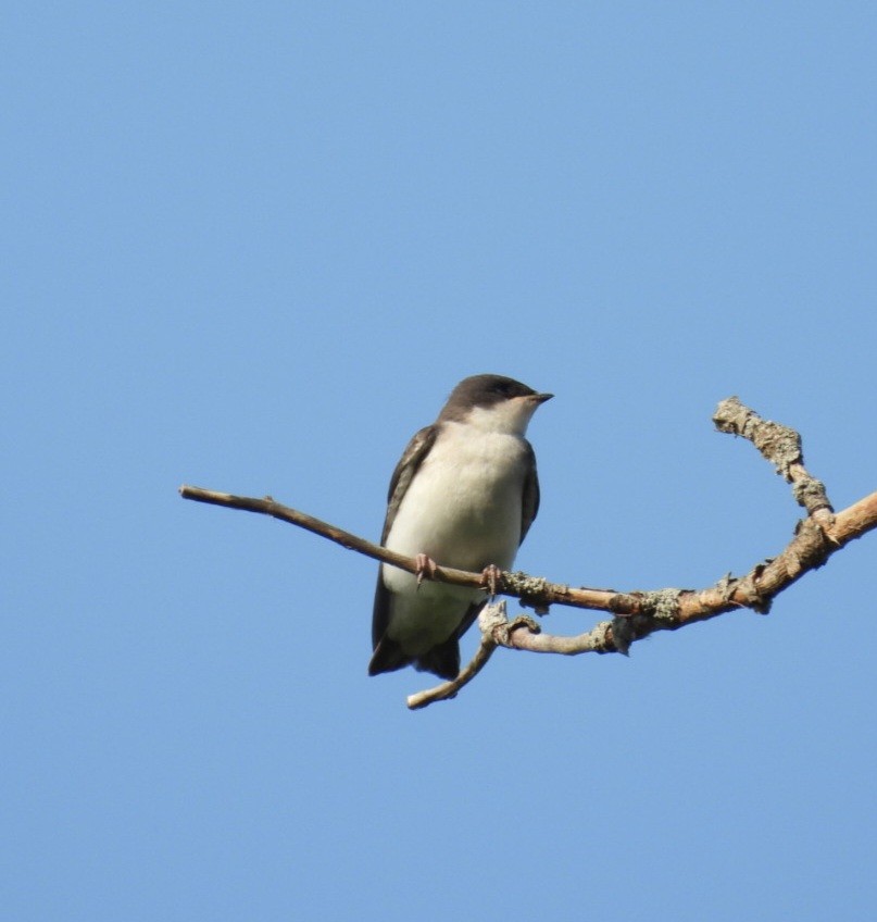 Tree Swallow - ML637900394