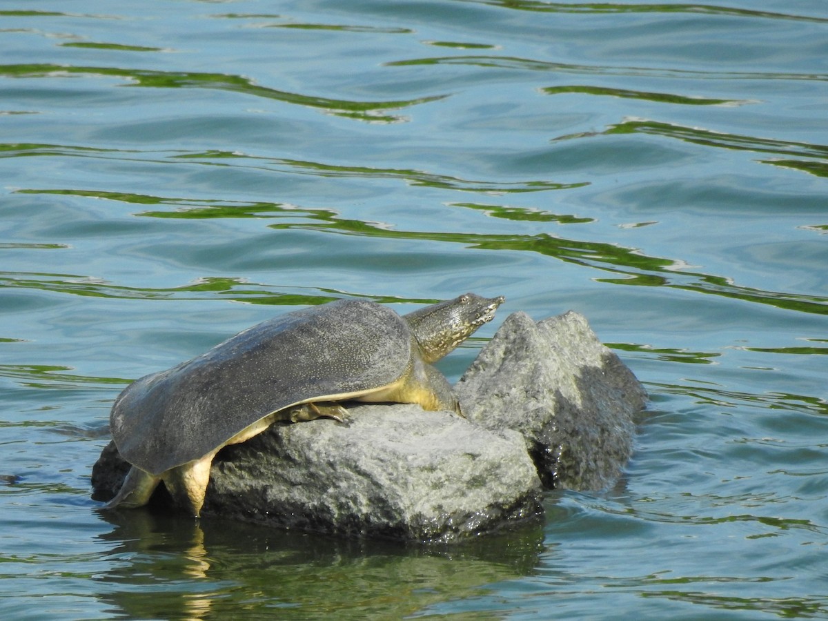 Chinese Softshell Turtle - ML637900410