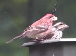 Purple Finch - ML637900424