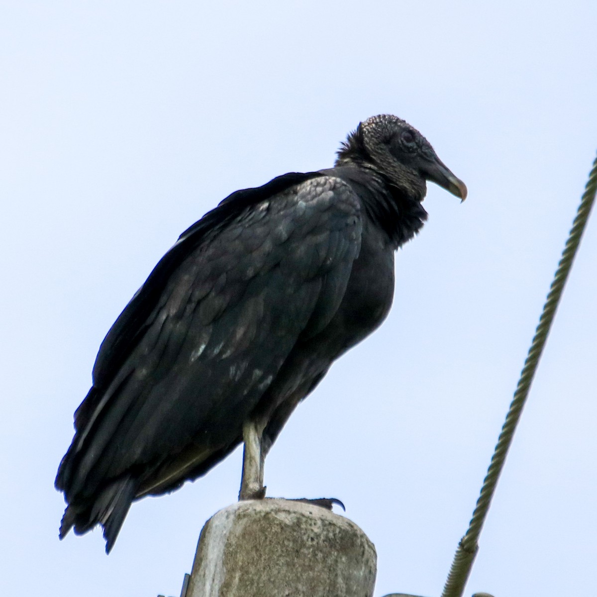 Black Vulture - ML637900466