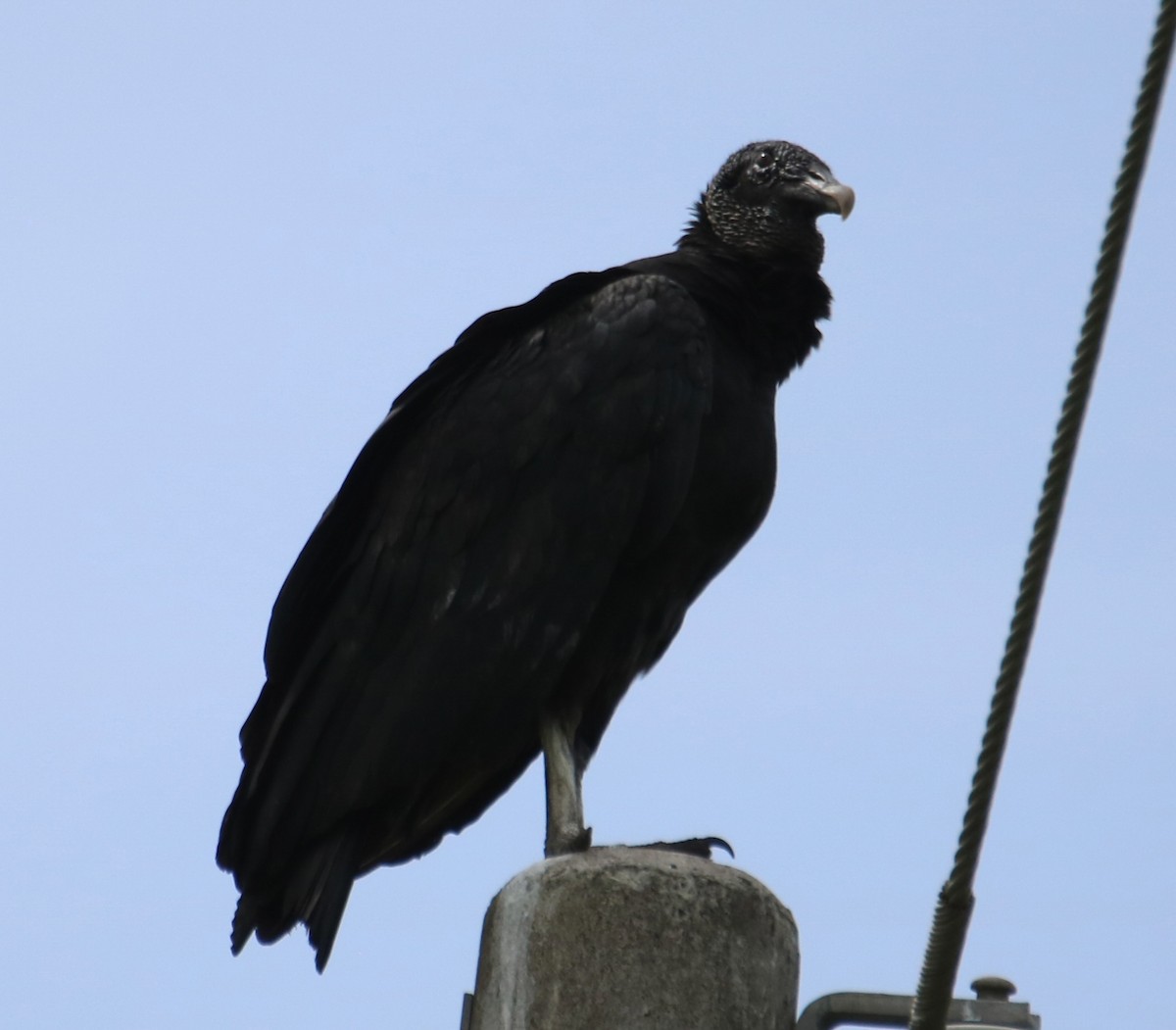 Black Vulture - ML637900467