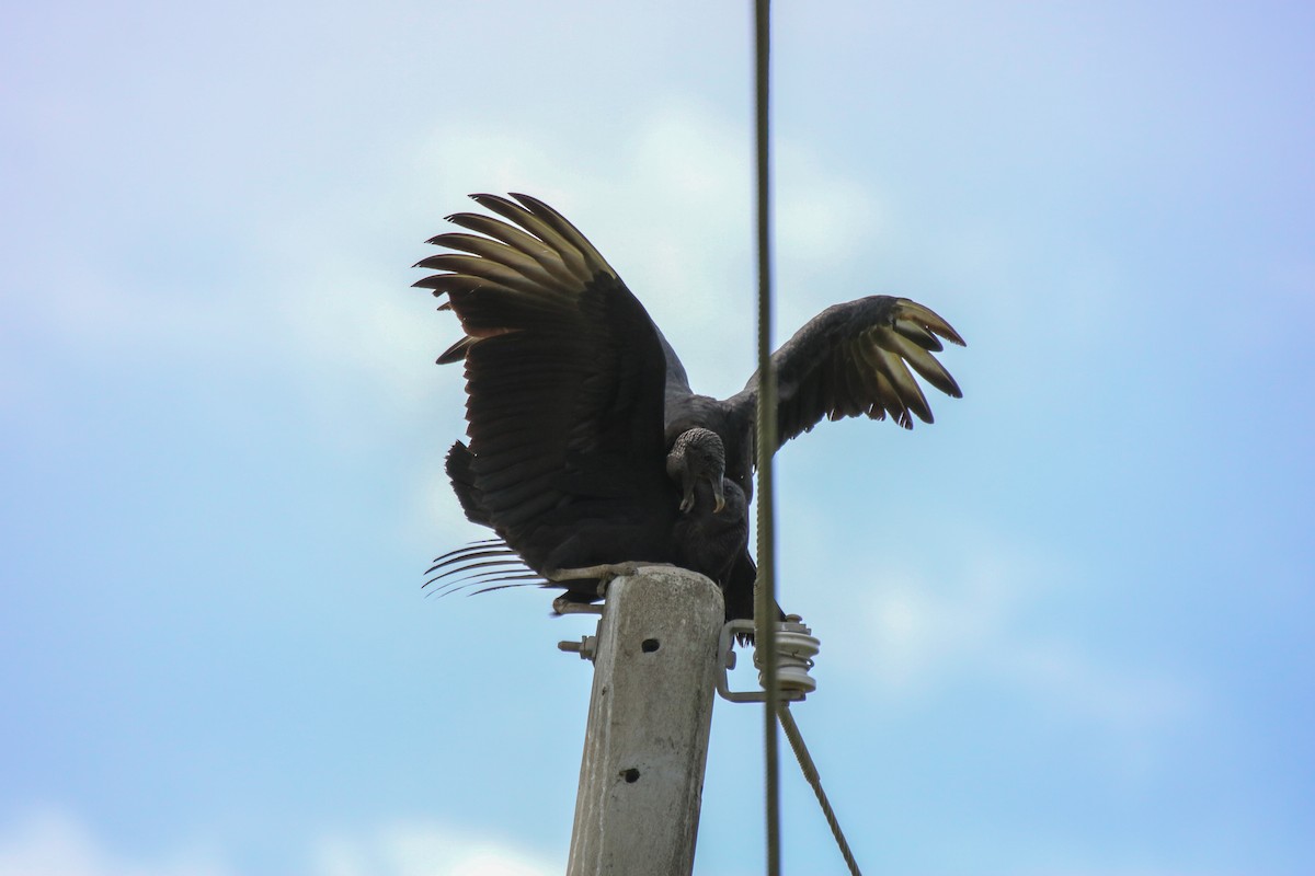 Black Vulture - ML637900469