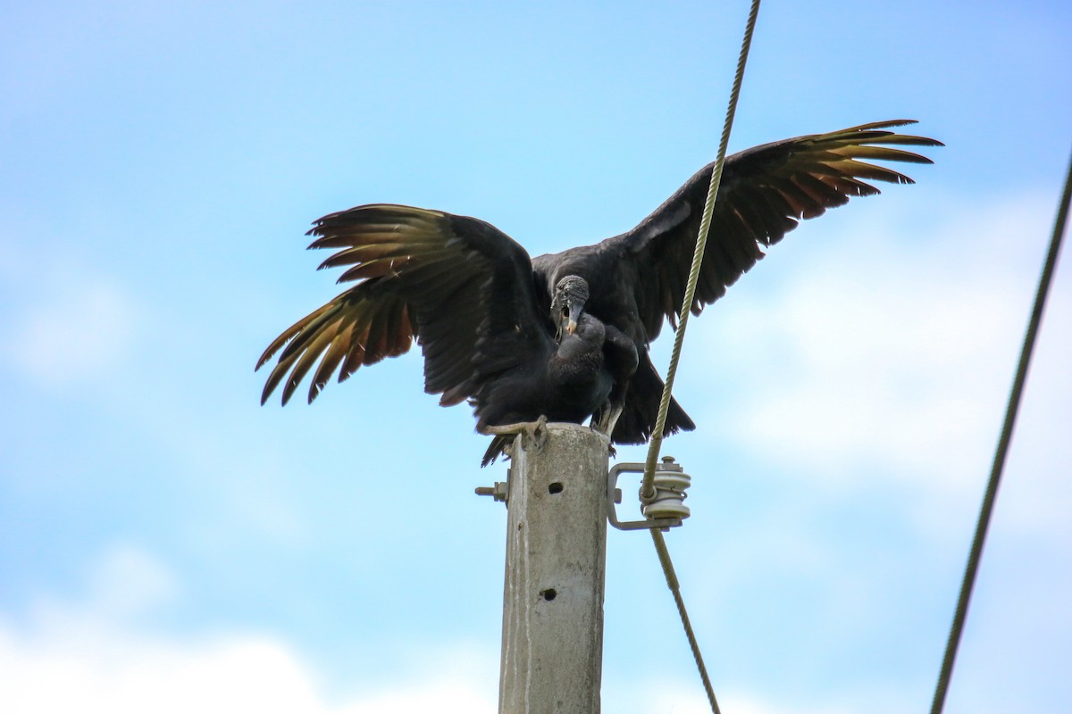 Black Vulture - ML637900470
