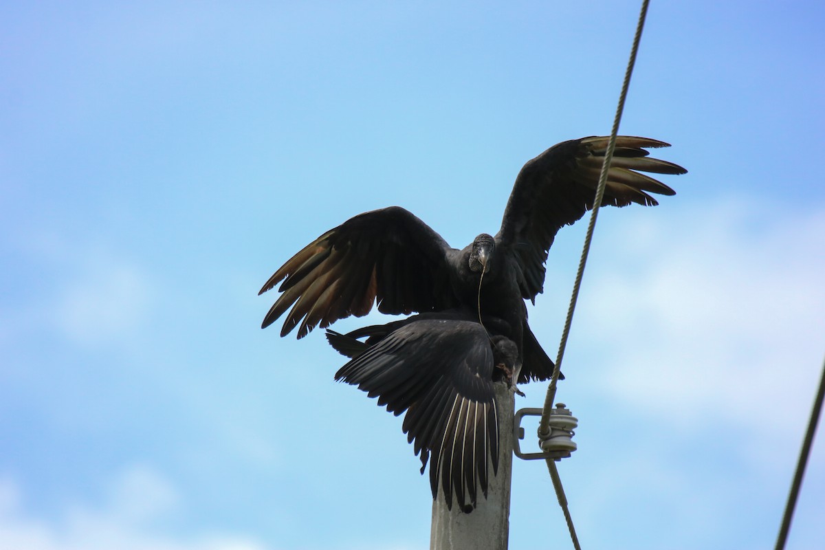 Black Vulture - ML637900471