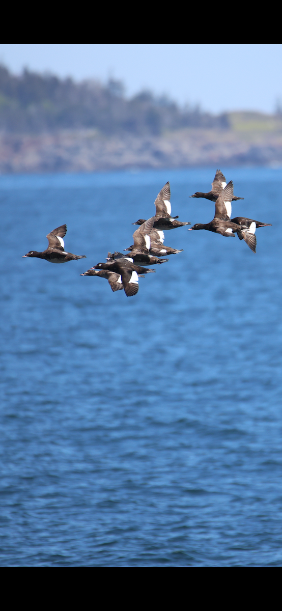 White-winged Scoter - ML637900479