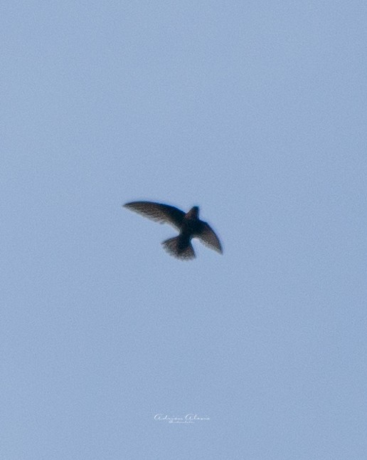 Chestnut-collared Swift - ML637900537