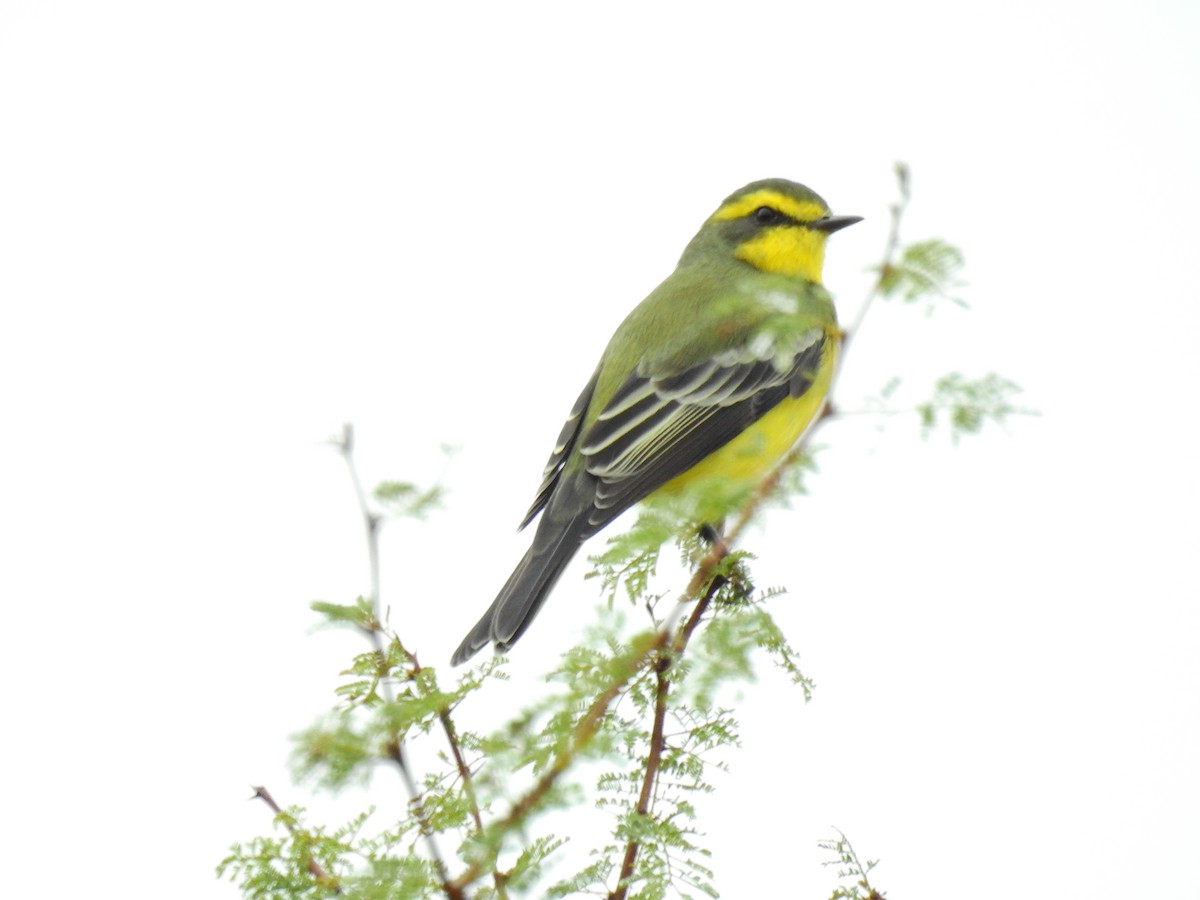 Yellow-browed Tyrant - ML637900559
