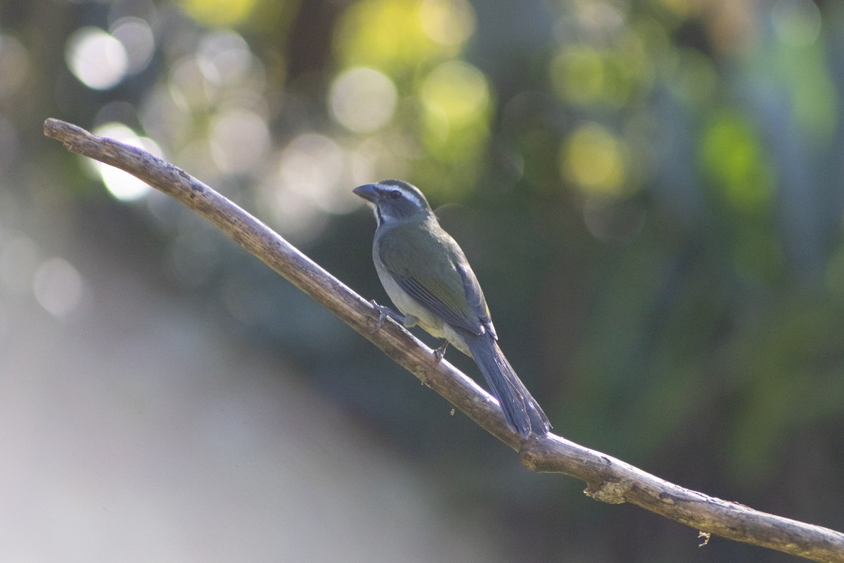 Green-winged Saltator - ML637900560