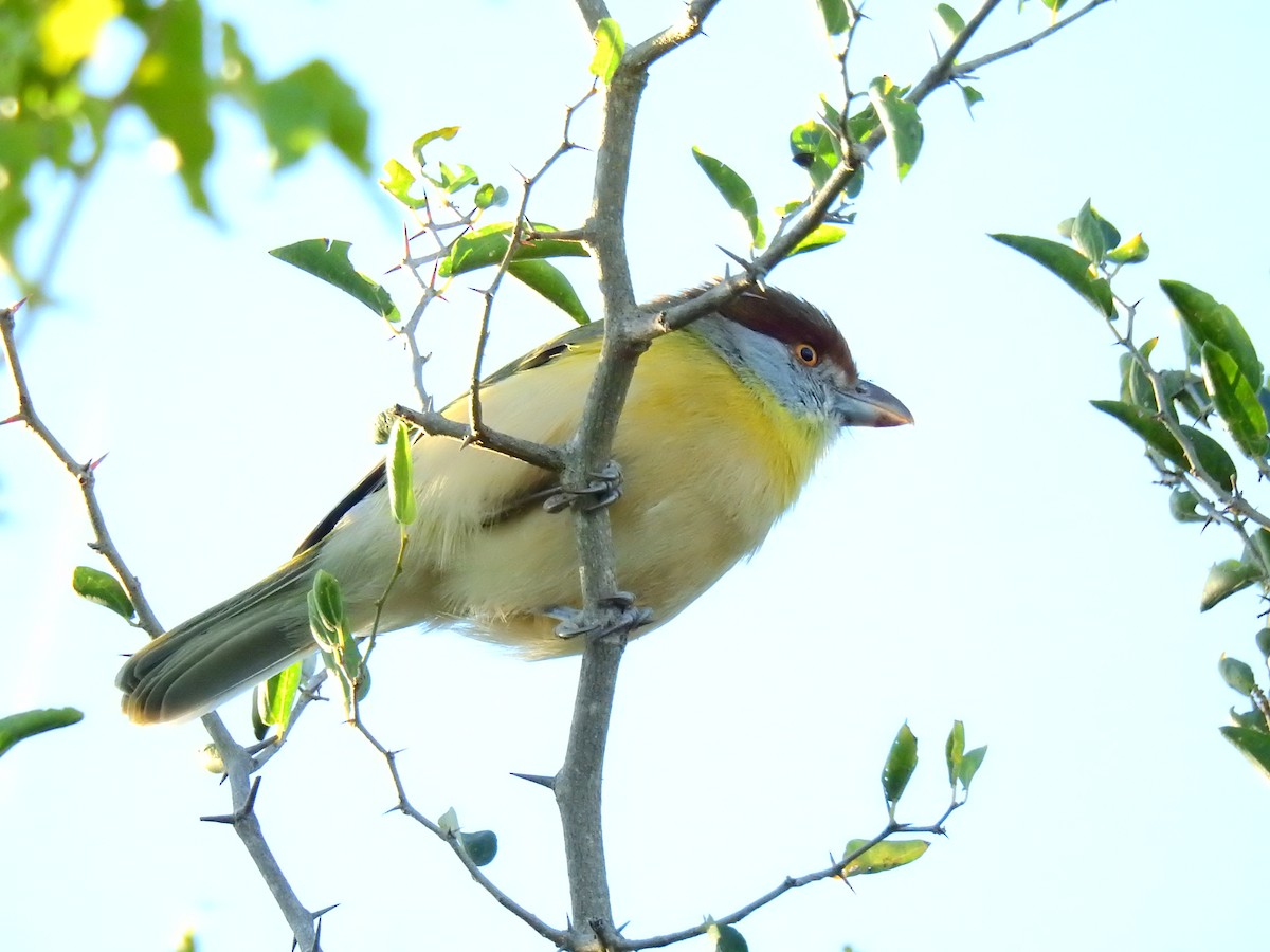 Rufous-browed Peppershrike - ML637900587