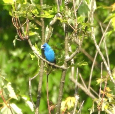 Indigo Bunting - ML637900588