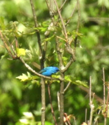 Indigo Bunting - ML637900589