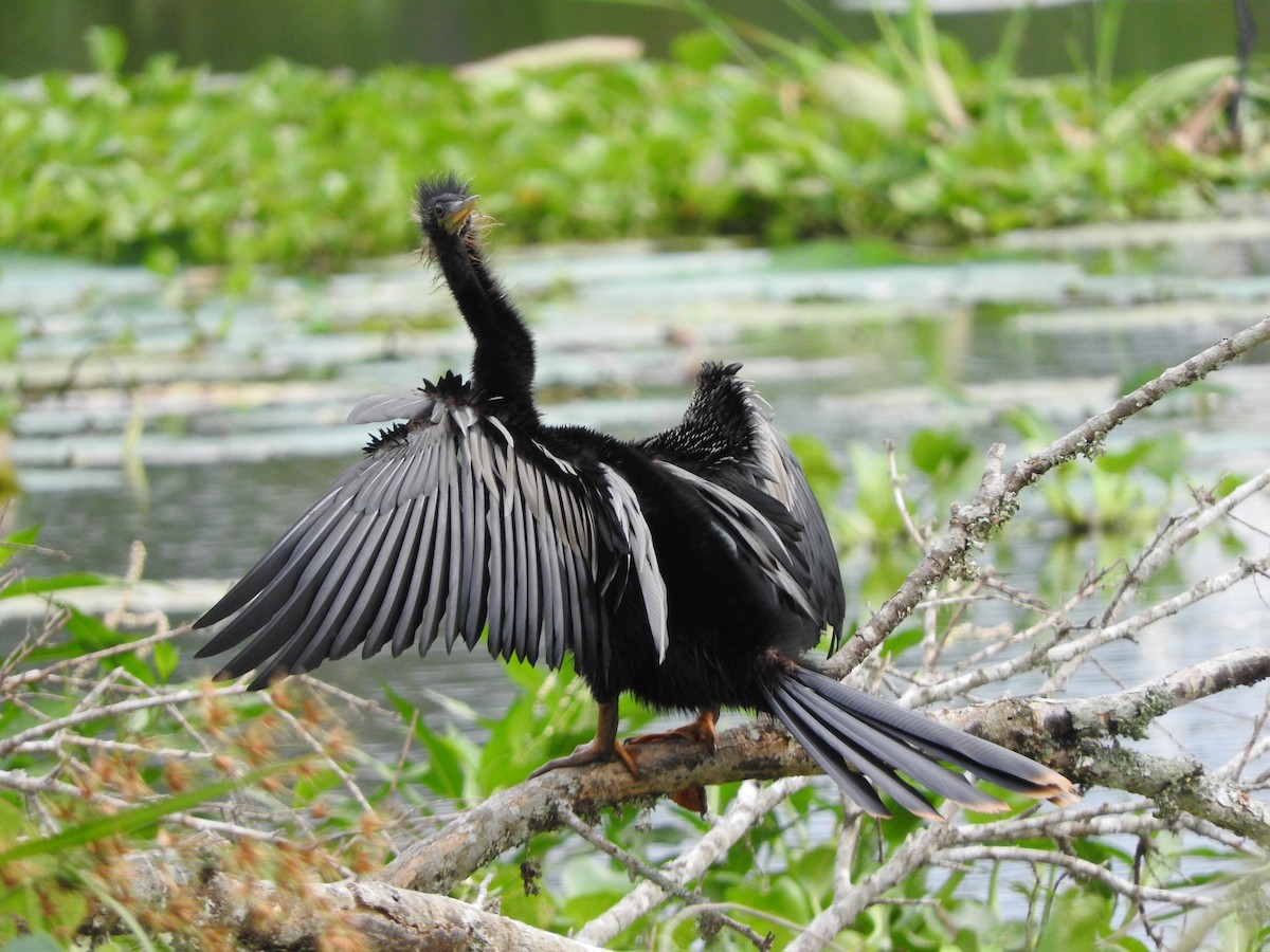 Anhinga - ML637900593