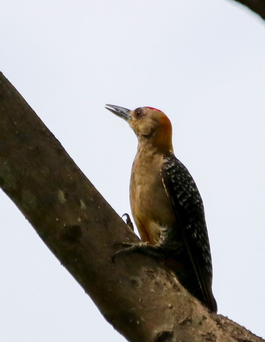 Hoffmann's Woodpecker - ML637900612