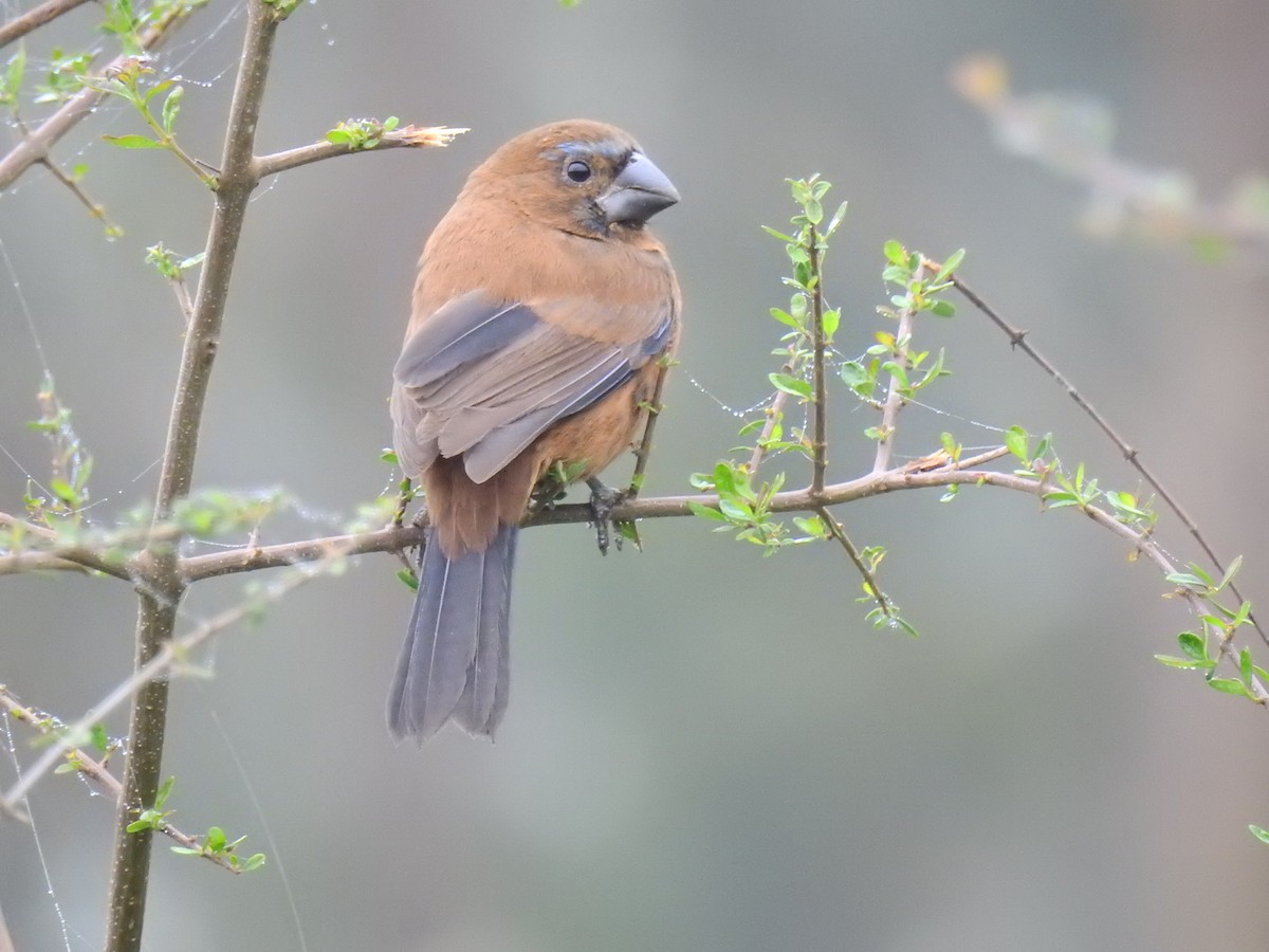 Ultramarine Grosbeak - ML637900614