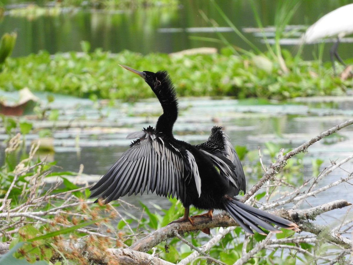 Anhinga - ML637900615