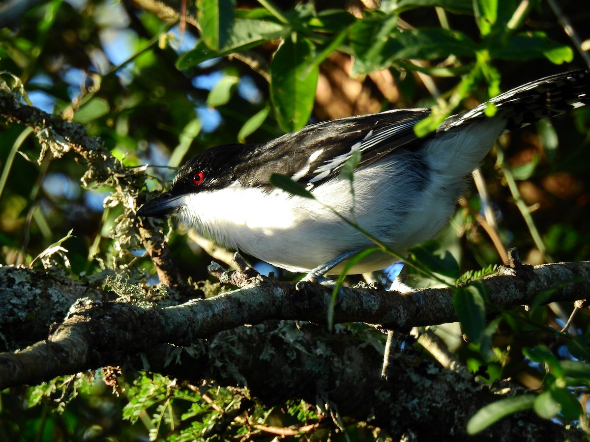 Great Antshrike - ML637900649
