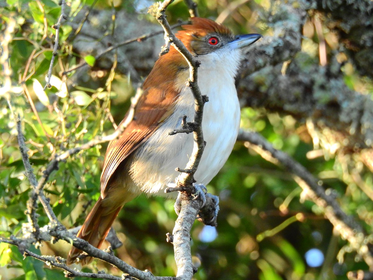 Great Antshrike - ML637900655