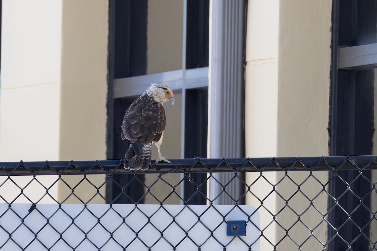 Yellow-headed Caracara - ML637900686