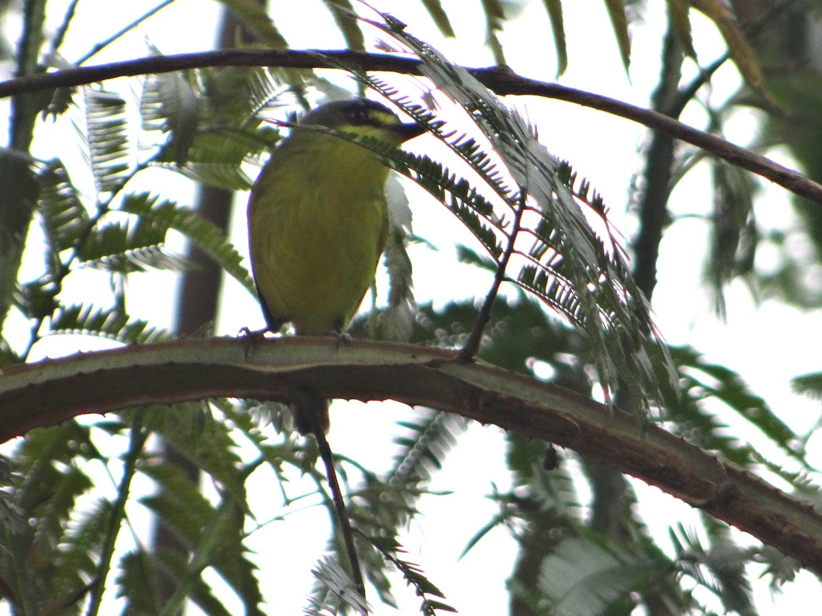 Gray-headed Tody-Flycatcher - ML637900707