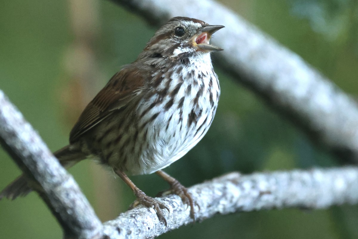 Song Sparrow - ML637900812