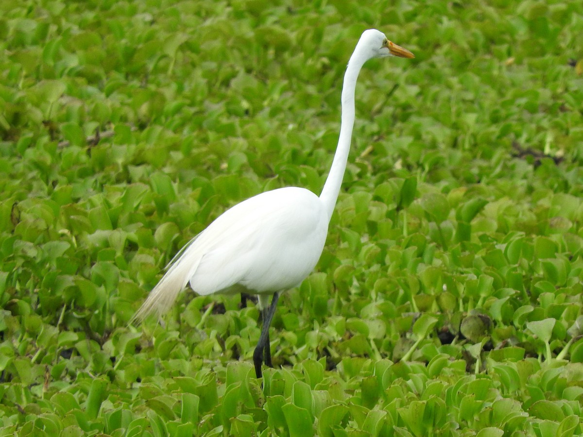 Great Egret - ML637900813