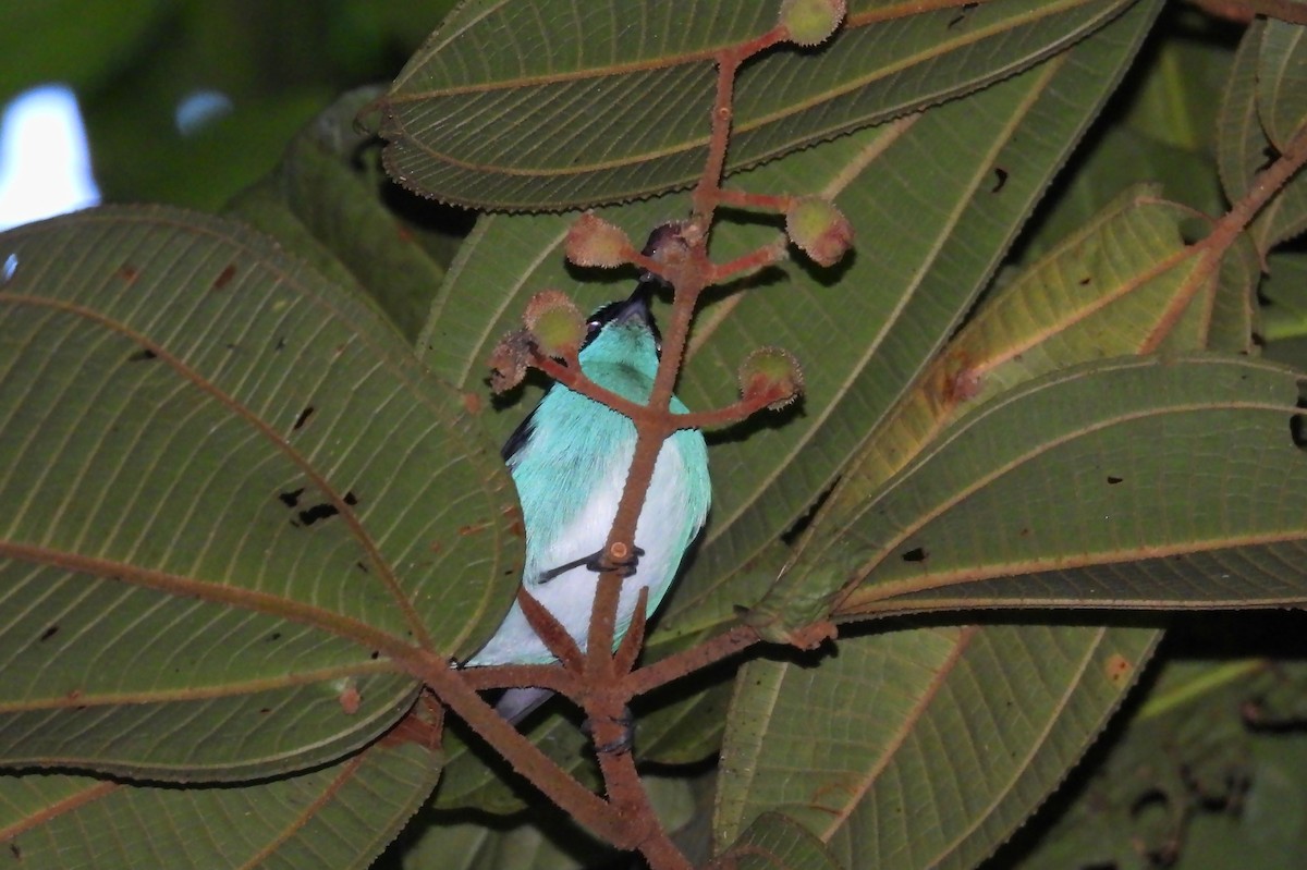 Black-faced Dacnis - ML637900817