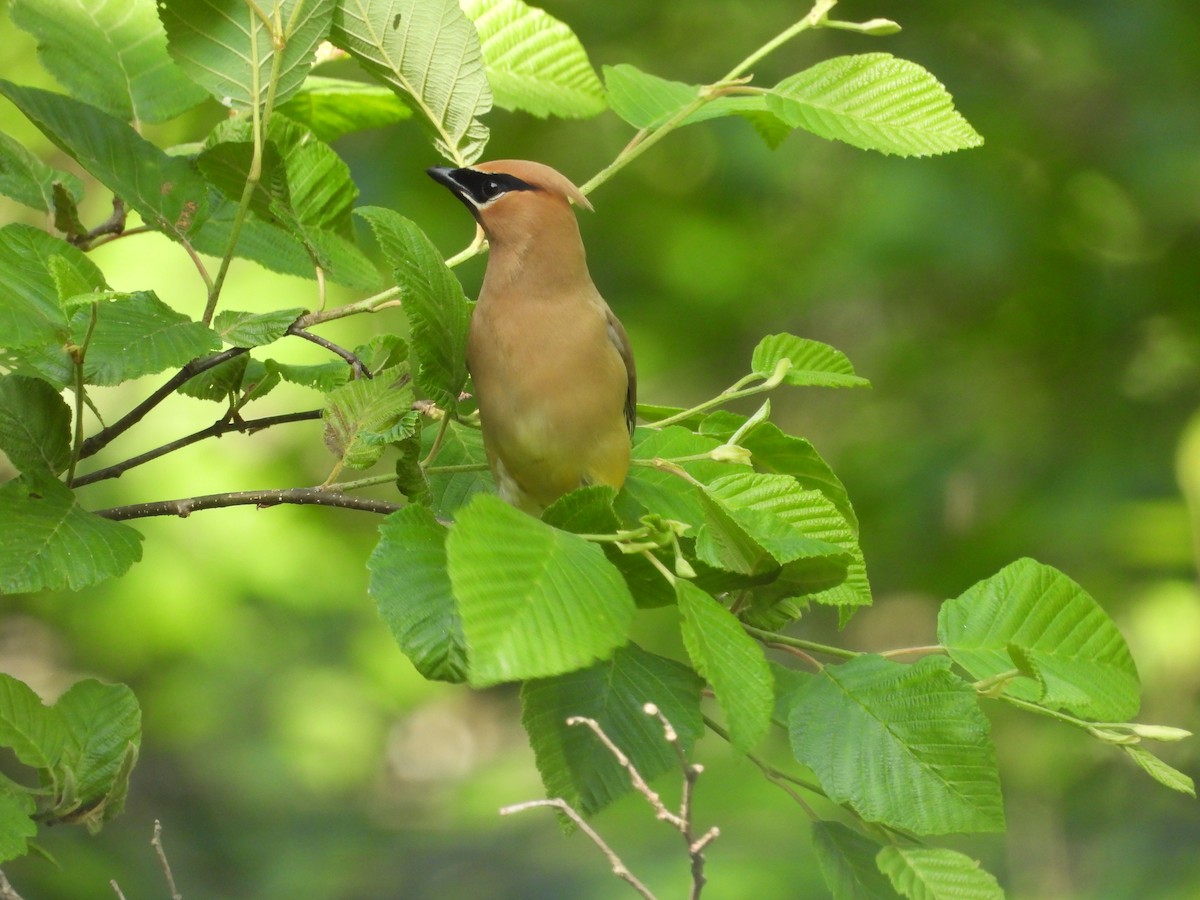 Cedar Waxwing - ML637900831