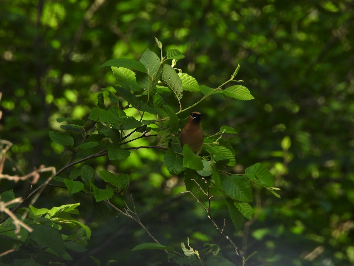Cedar Waxwing - ML637900832