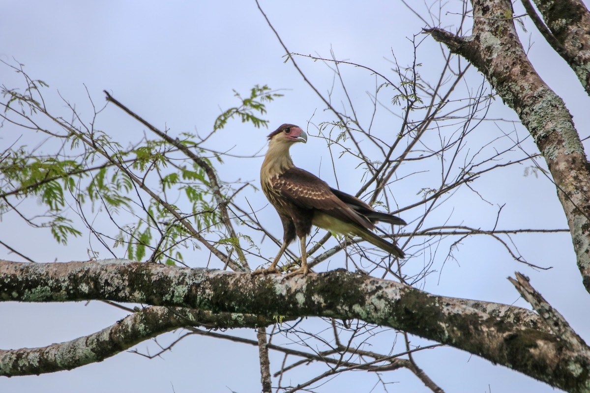 Crested Caracara (Northern) - ML637900864
