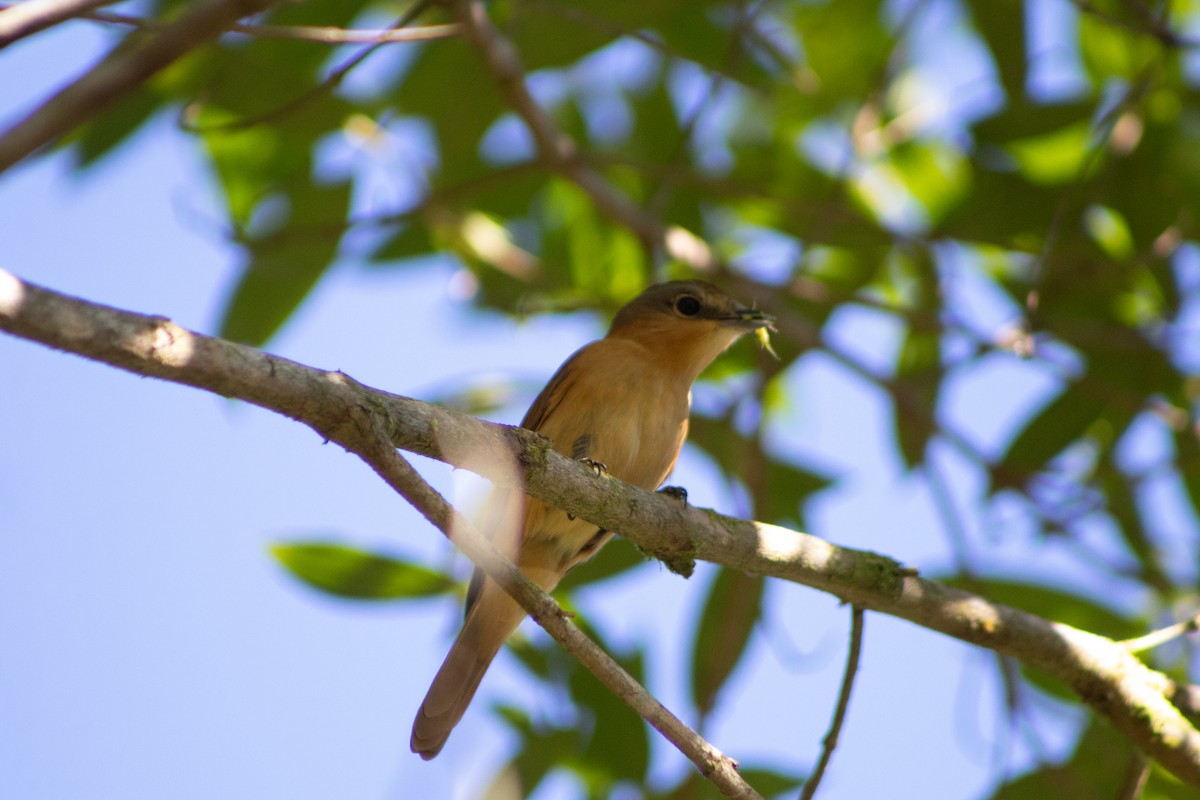 Chestnut-crowned Becard - ML637900870