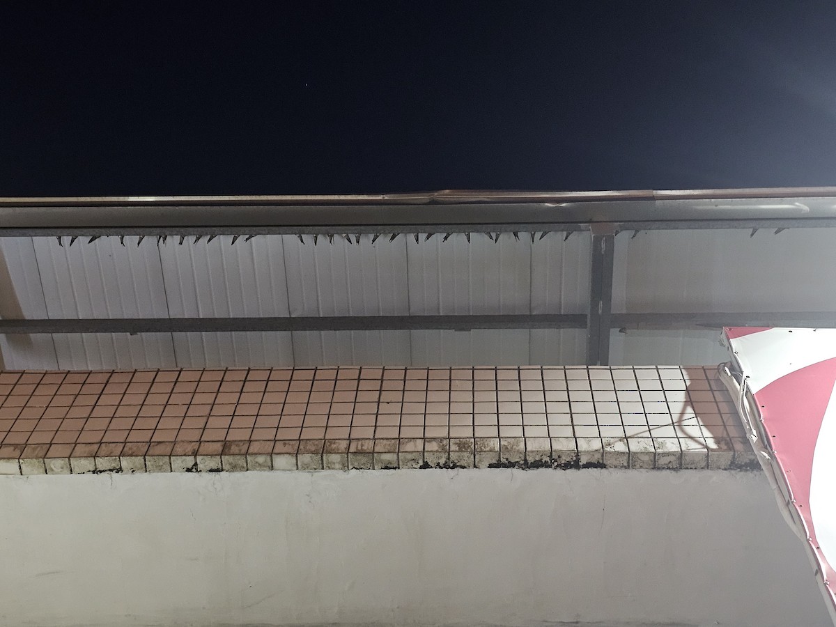 家燕 - ML637900877