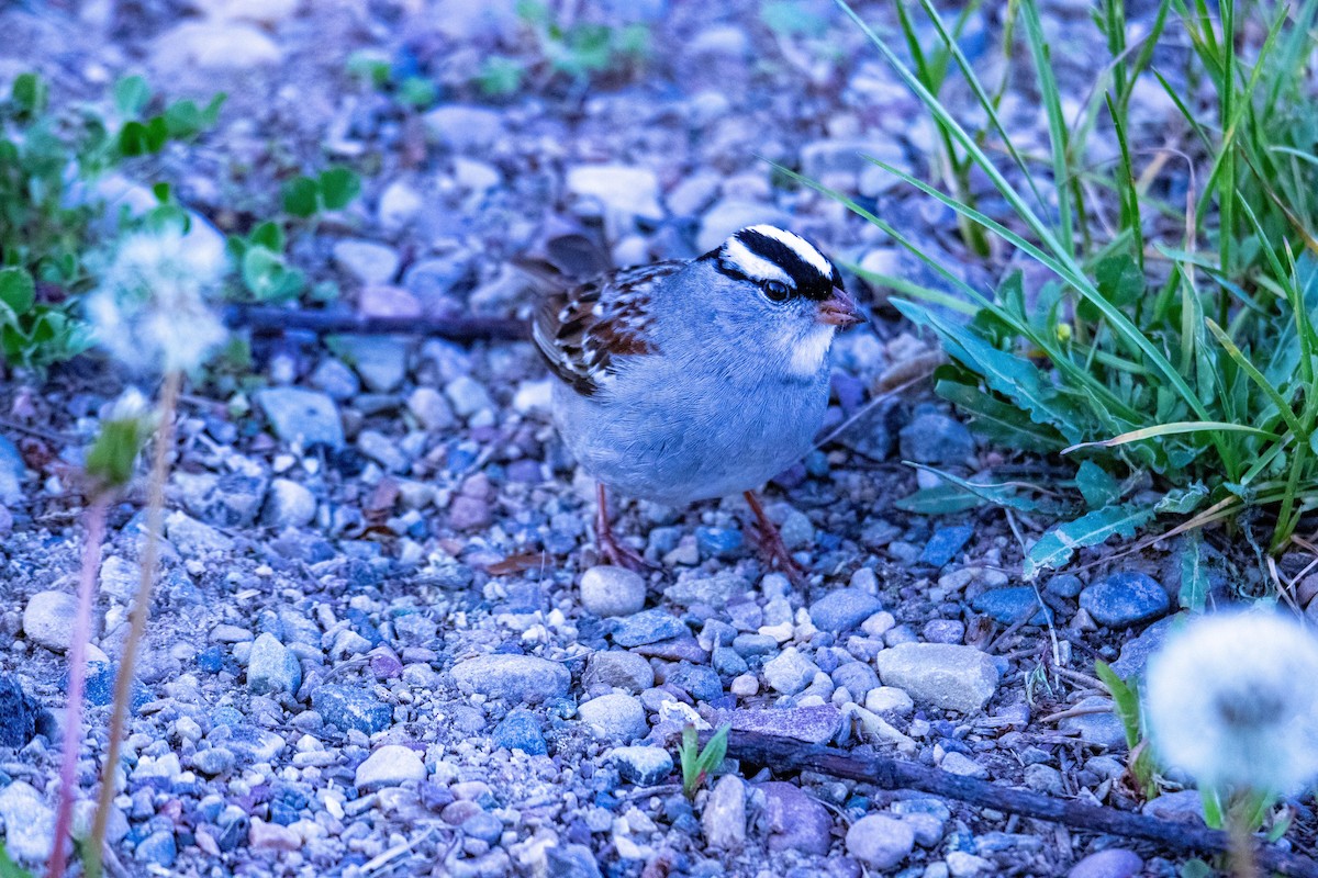 White-crowned Sparrow - ML637900902