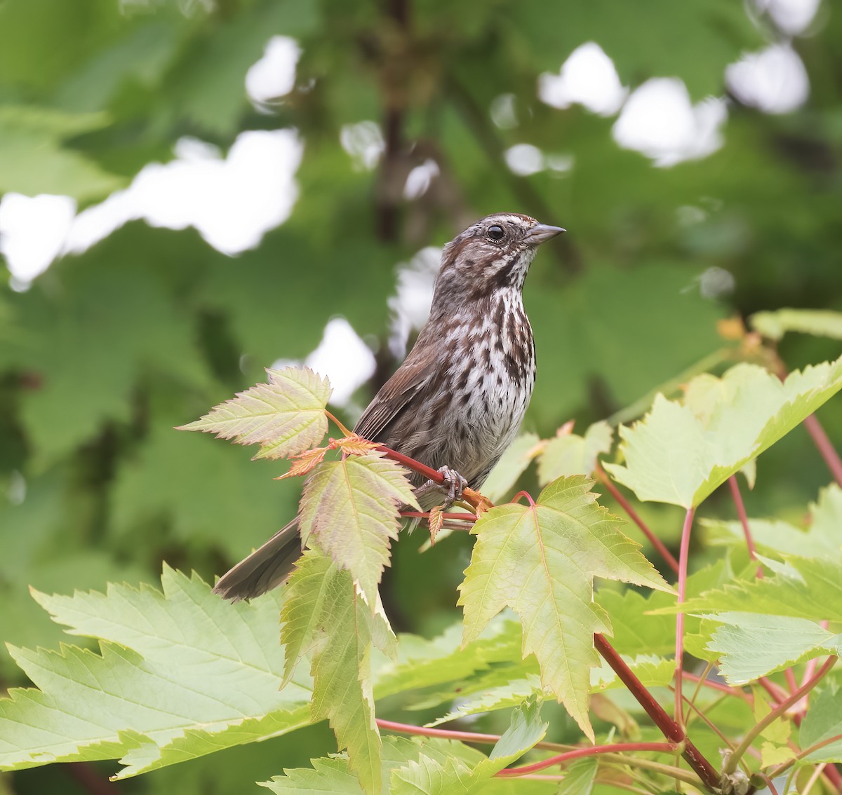 Song Sparrow - ML637900906