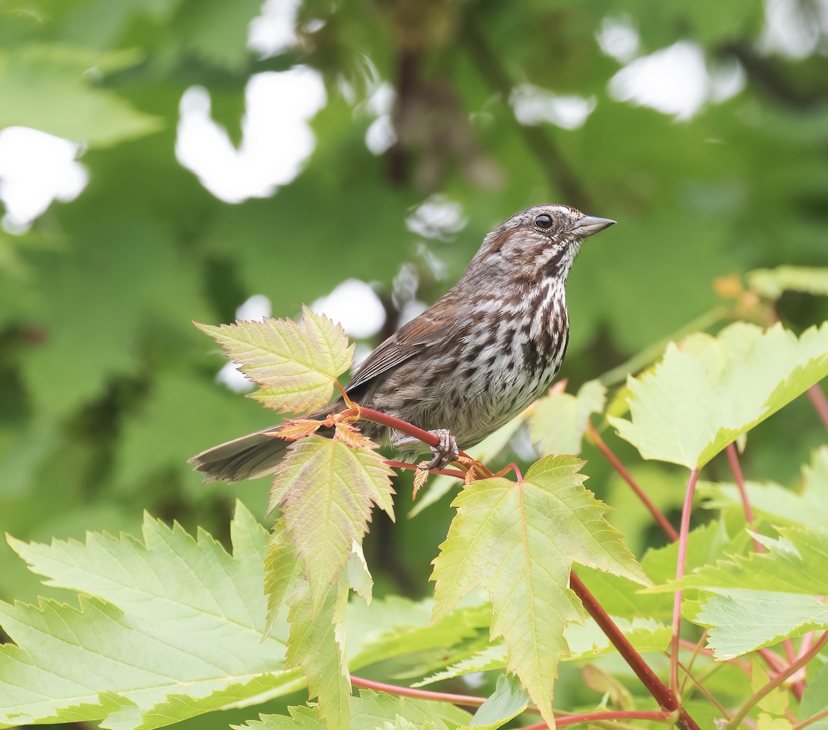 Song Sparrow - ML637900907