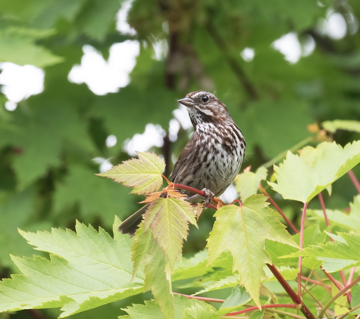 Song Sparrow - ML637900908