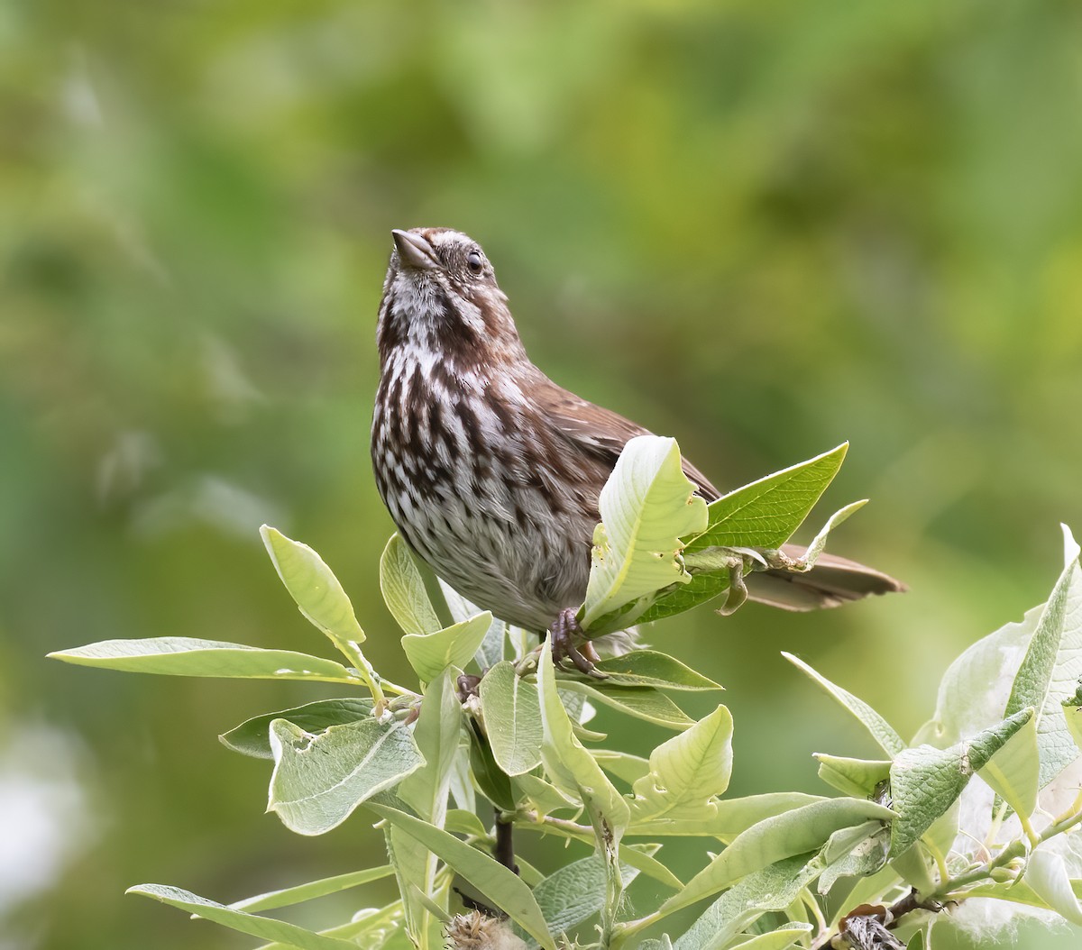 Song Sparrow - ML637900909