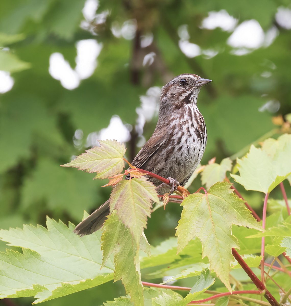 Song Sparrow - ML637900910