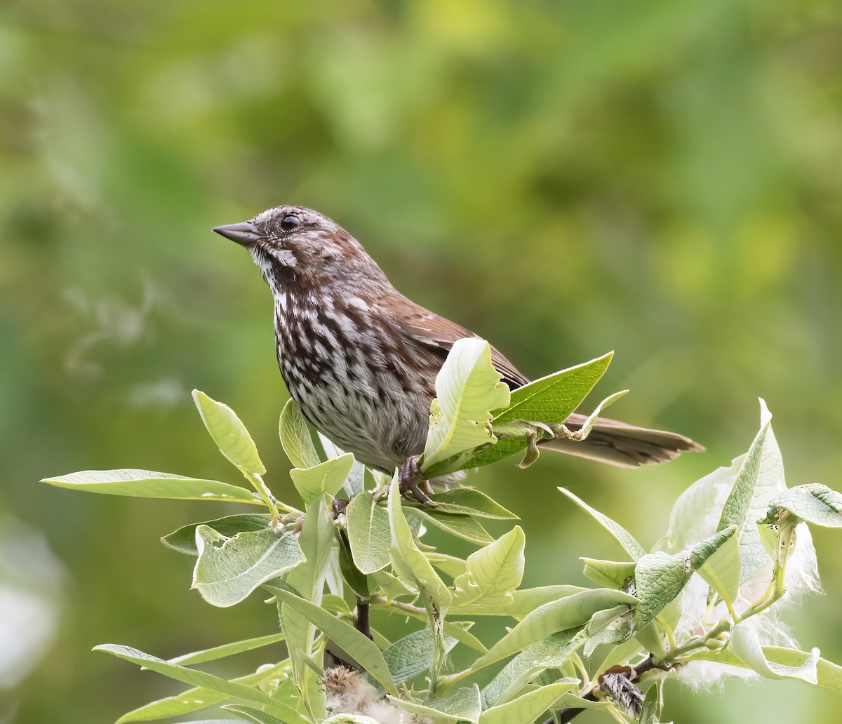 Song Sparrow - ML637900911