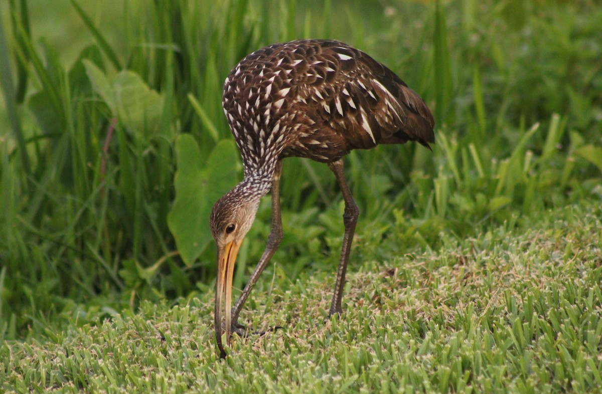 Limpkin - ML637900913
