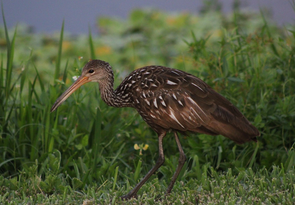 Limpkin - ML637900914
