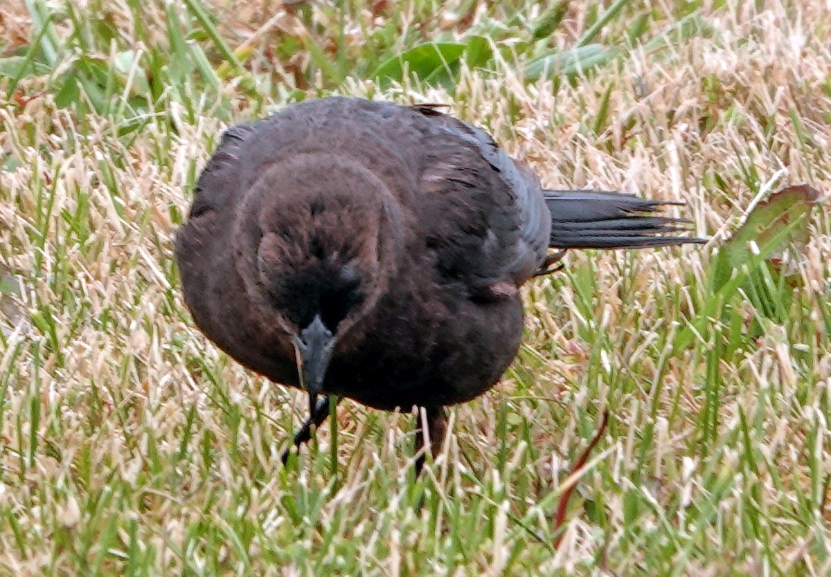 Brewer's Blackbird - ML637900916