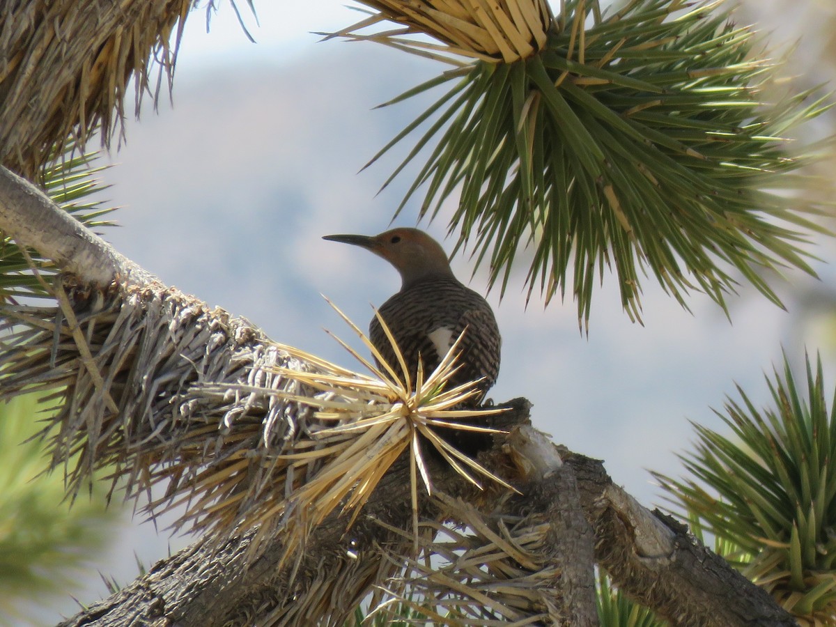 Gilded Flicker - ML637900922