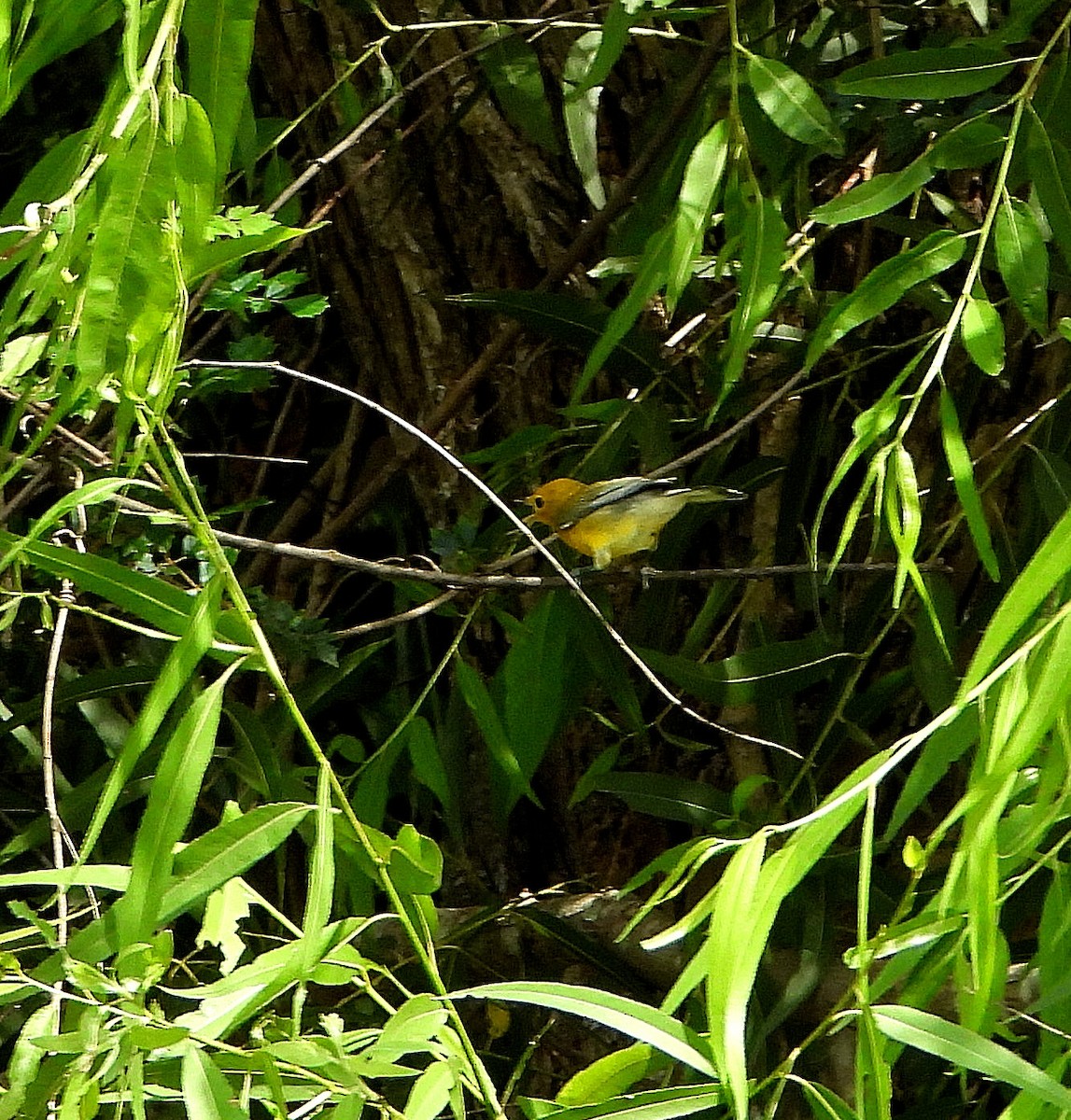 Prothonotary Warbler - ML637900929