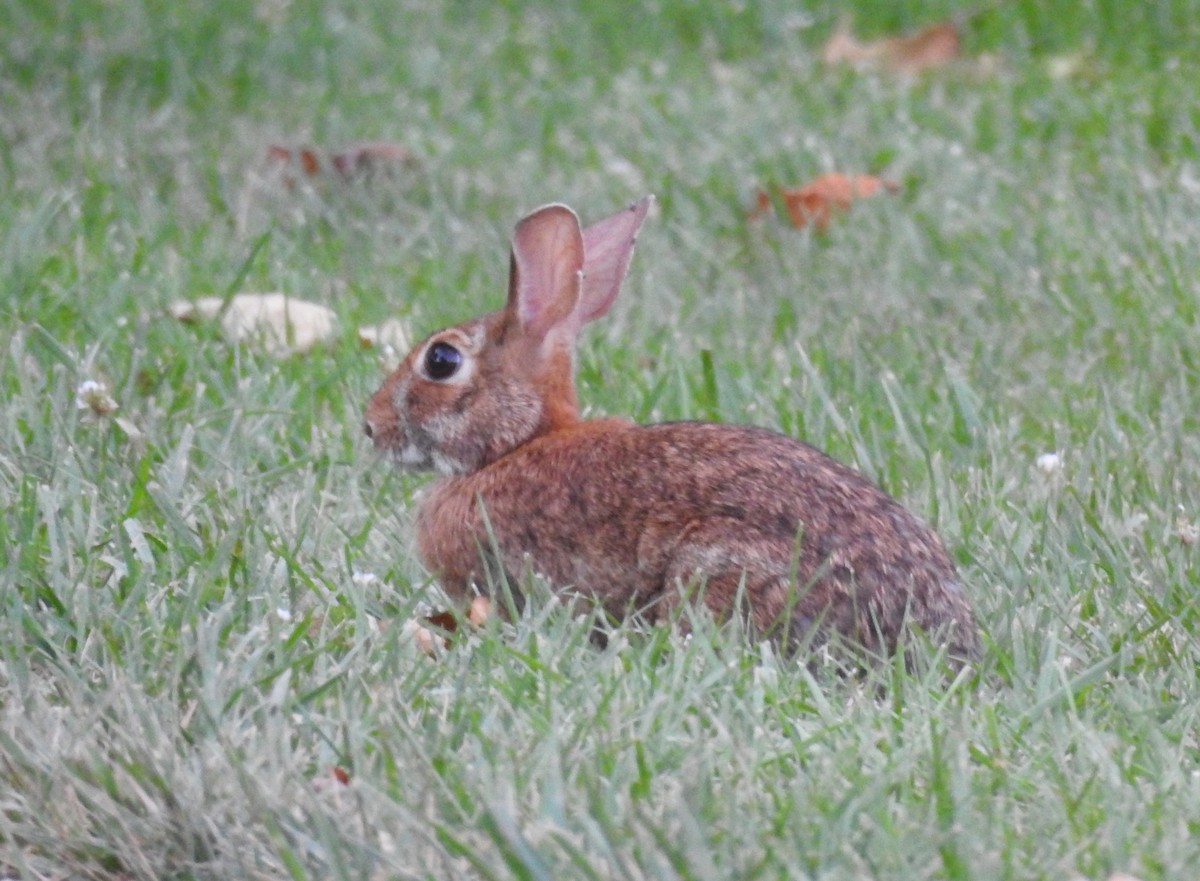 Animals - ML637900930