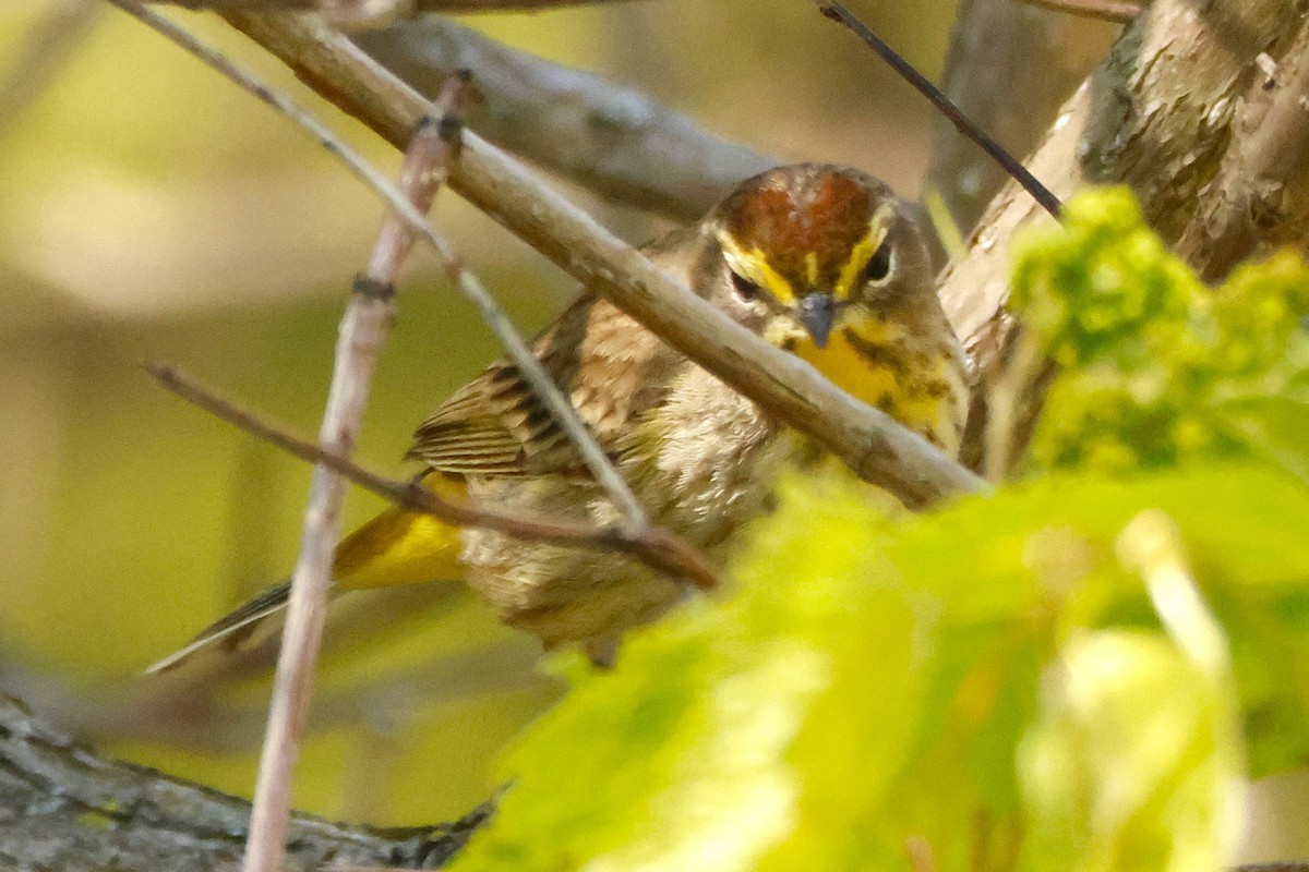 Palm Warbler - ML637900937