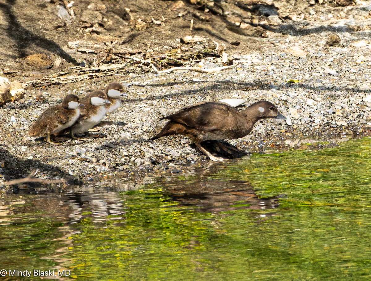 Harlequin Duck - ML637900957