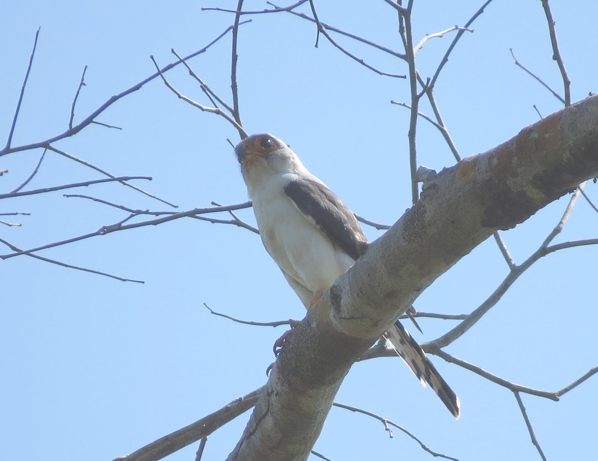 White-rumped Falcon - ML637900965