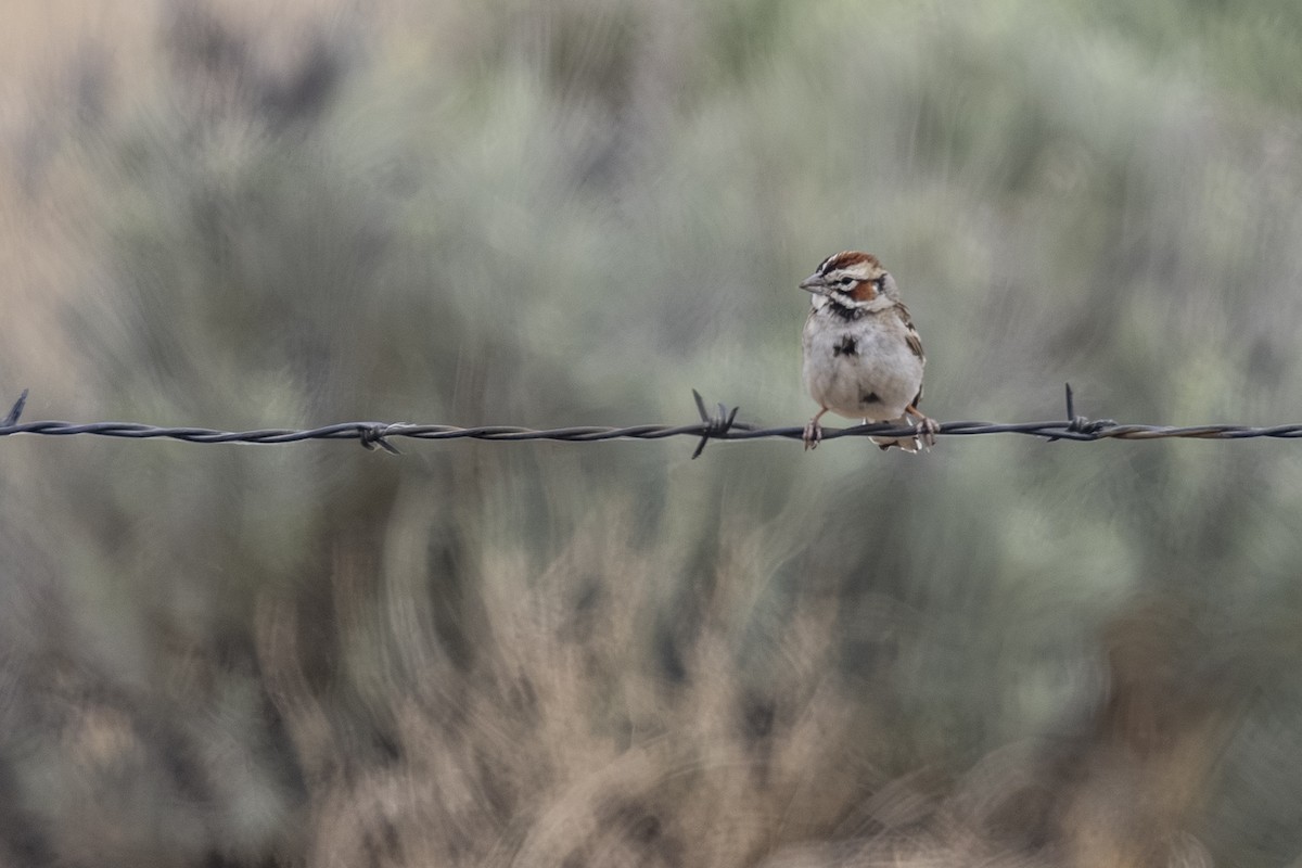 Lark Sparrow - ML637900978