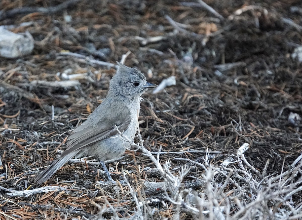 Juniper Titmouse - ML637901085